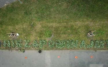 Napis z białych kwiatów "Niezapominajmy" pojawił się też we Wrocławiu na pl. Strzegomskim, tuż przy 