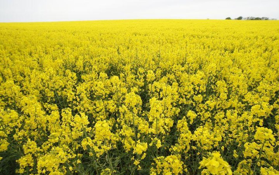 Zniesienie biopaliwowych ulg nie uderzy w Orlen