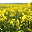 W ostatnich latach nastąpił wzrost areału uprawy rzepaku, jego produkcja jest teraz aż o jedną trzec