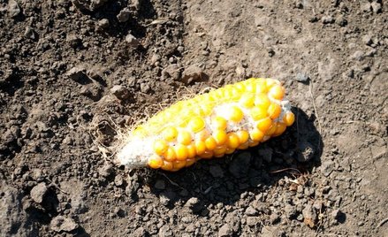 Reguła pięciu sekund nie ma podstaw naukowych - przekonują eksperymentatorzy