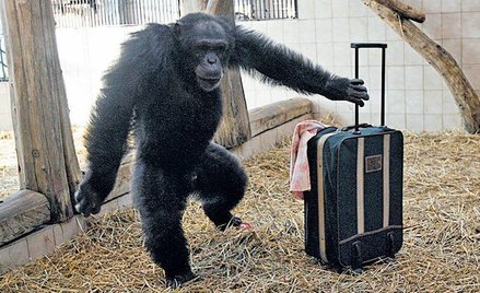 Małpy z polskiego zoo na zimę najchętniej wyprowadziłyby się do ciepłych krajów
