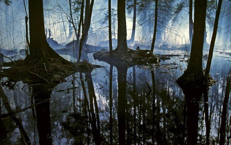 Białowieża - ostatnia taka puszcza