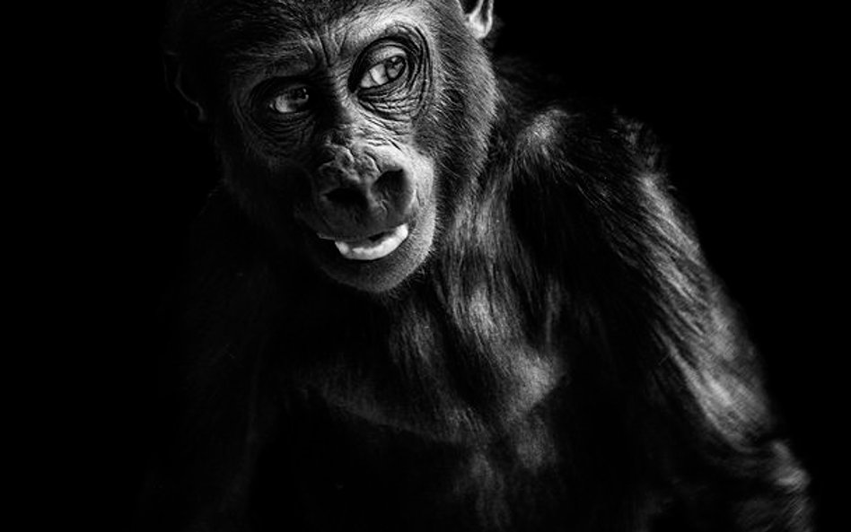 "inHuman" Pawła Bogumiła w Leica Gallery