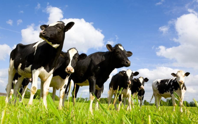 Krowy jadą z Unii do Rosji wielkim stadem