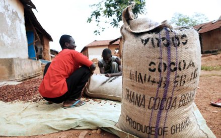 Plantacja kakowca w Ghanie