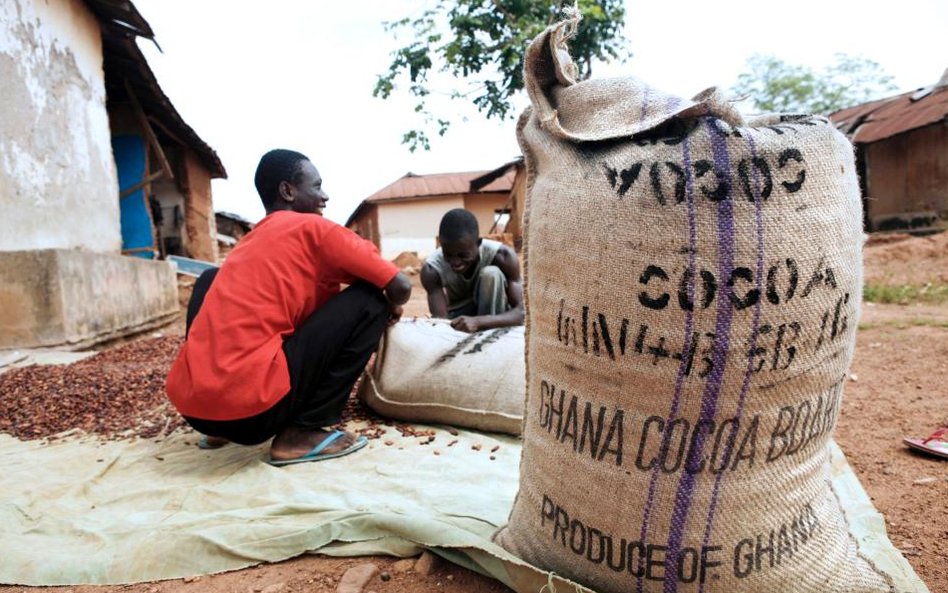 Plantacja kakowca w Ghanie
