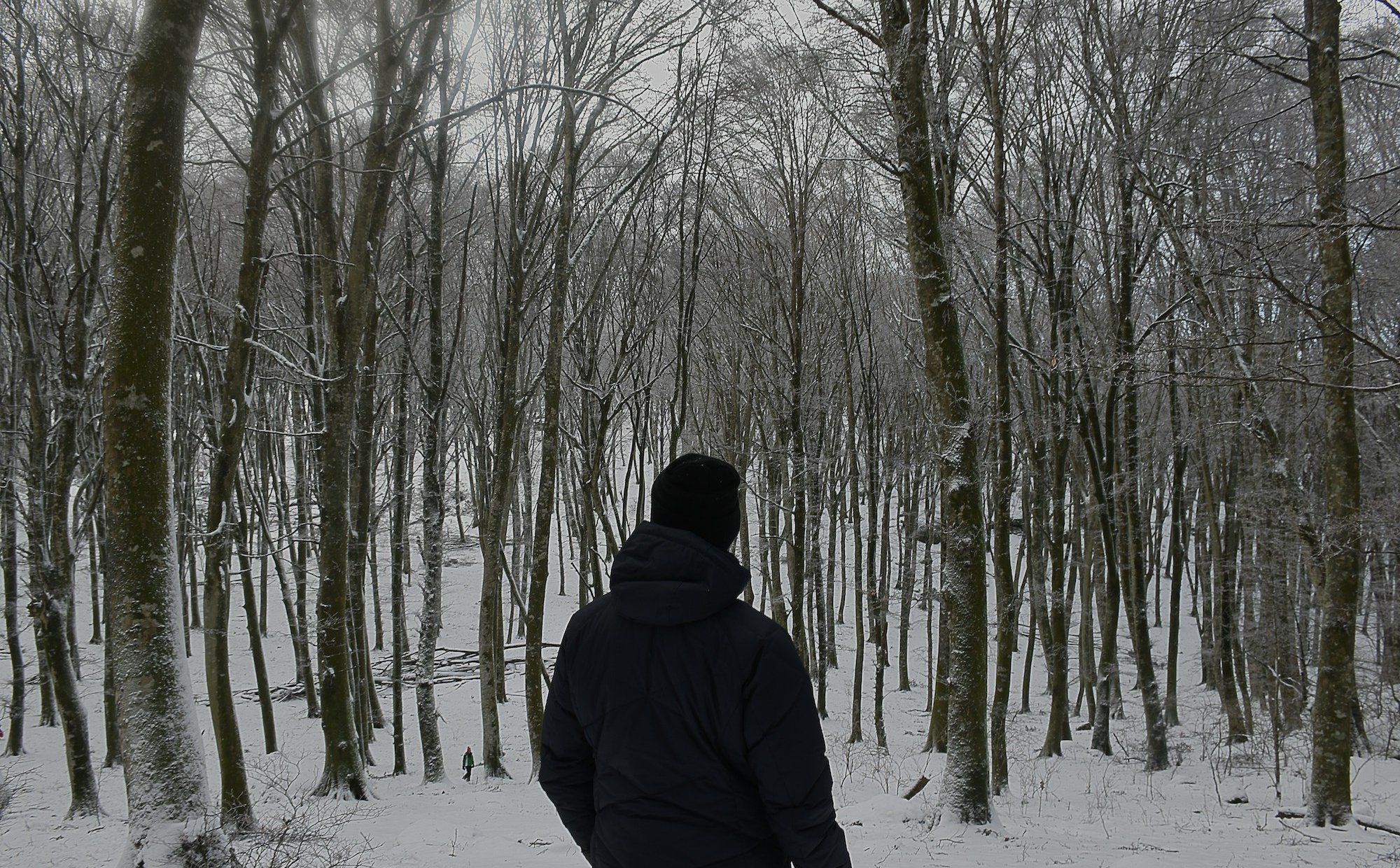 „Drzewa-sprinterzy” zagrażają lasom na całym świecie. Ostrzeżenie ekspertów