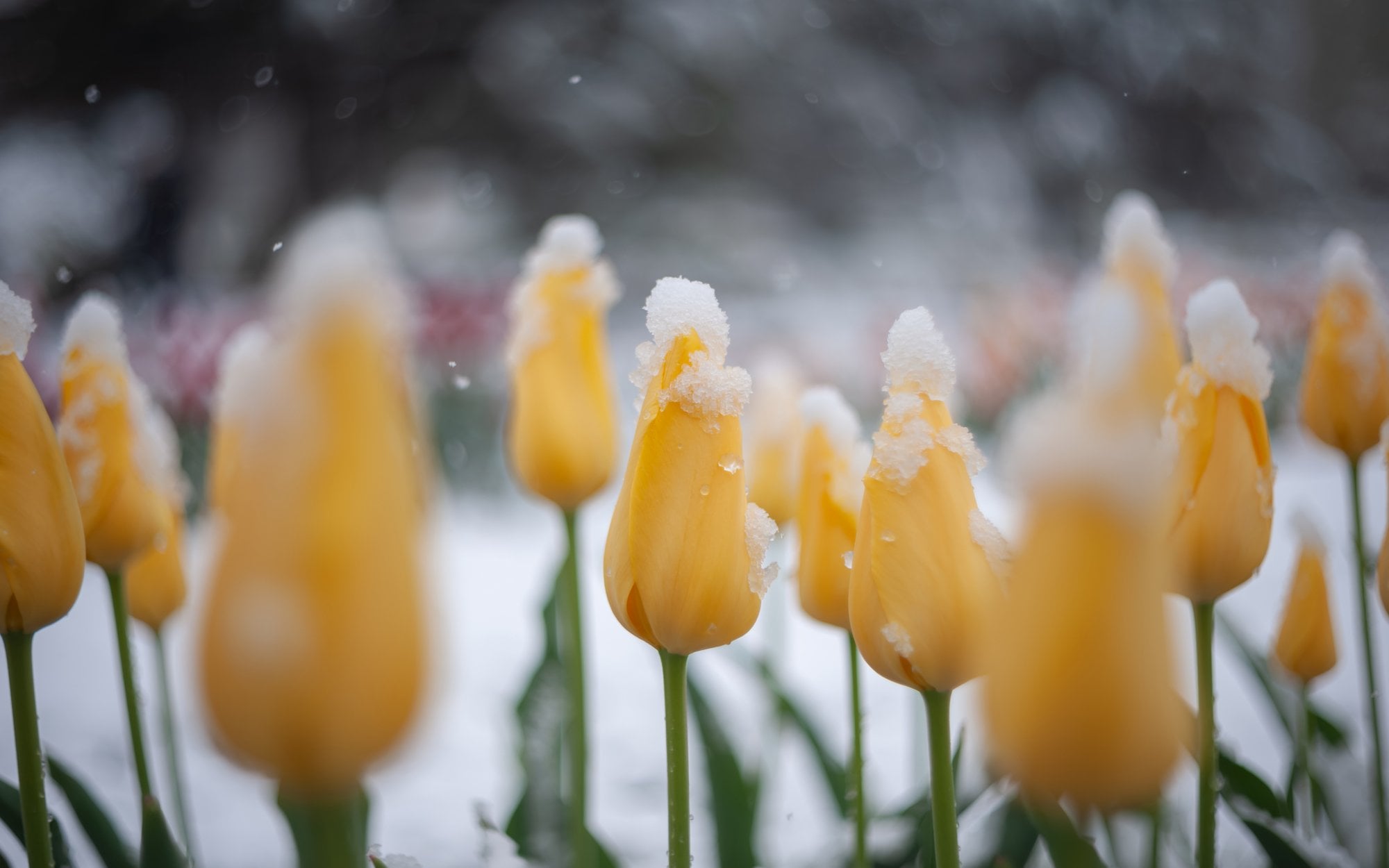 Trochę zimy wiosną. Ostrzeżenia IMGW przed intensywnymi opadami śniegu w Polsce