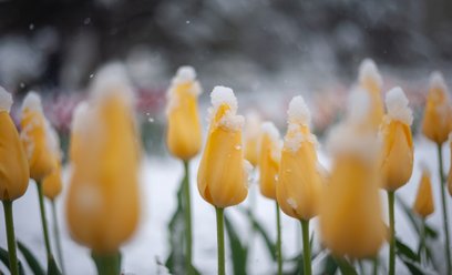 Intensywne opady śniegu i ulewy. Ostrzeżenia IMGW na czwartek i piątek