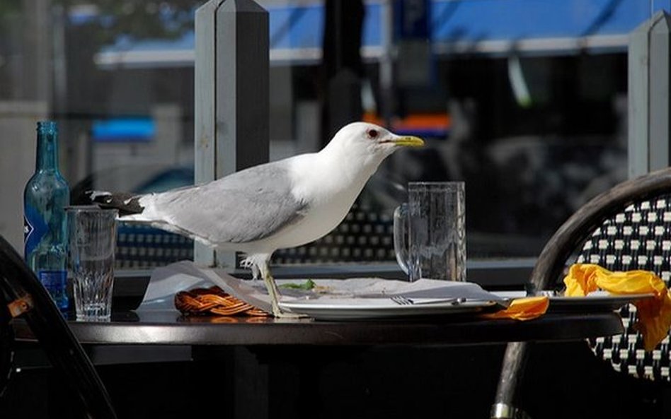 Weneckie restauracje walczą z mewami