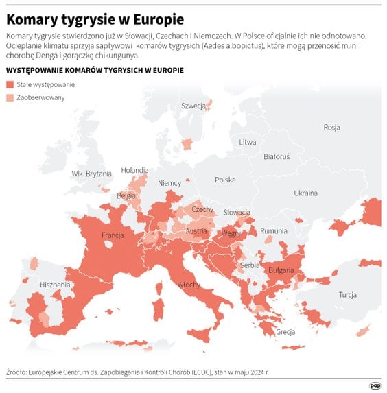 Komary tygrysie, które mogą przenosić dengę, występują w Europie