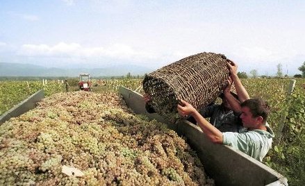 Udane rtweli w Gruzji