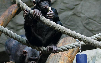 Szympansy na razie nie mają potomostwa