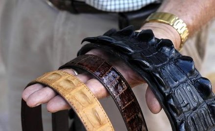 Paski ze skóry krokodyli hodowlanych