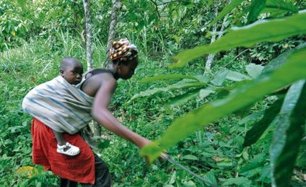 Plantacja sprawiedliwego kakao, wieś Boko, Wybrzeże Kości Słoniowej