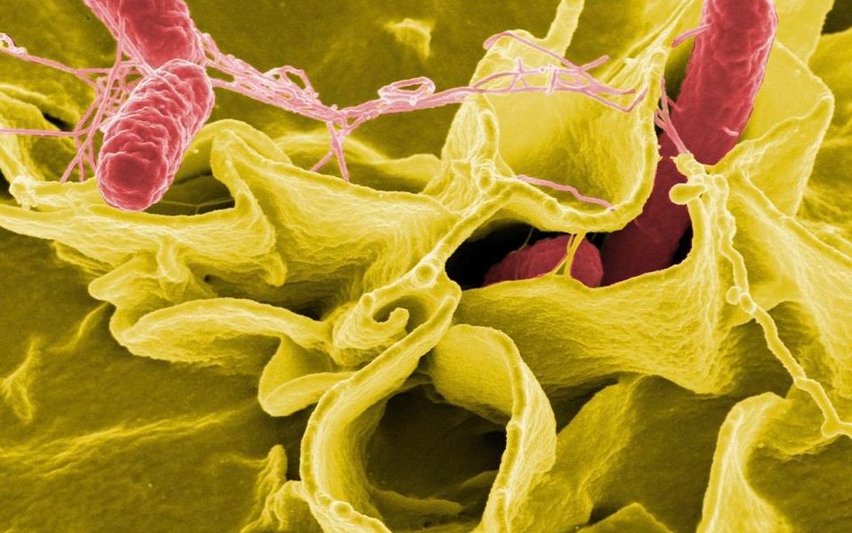 Zmodyfikowana salmonella sposobem na guzy mózgu