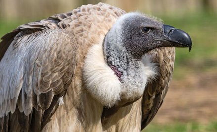 Kłusownicy otruli pół tysiąca sępów. Słoniami