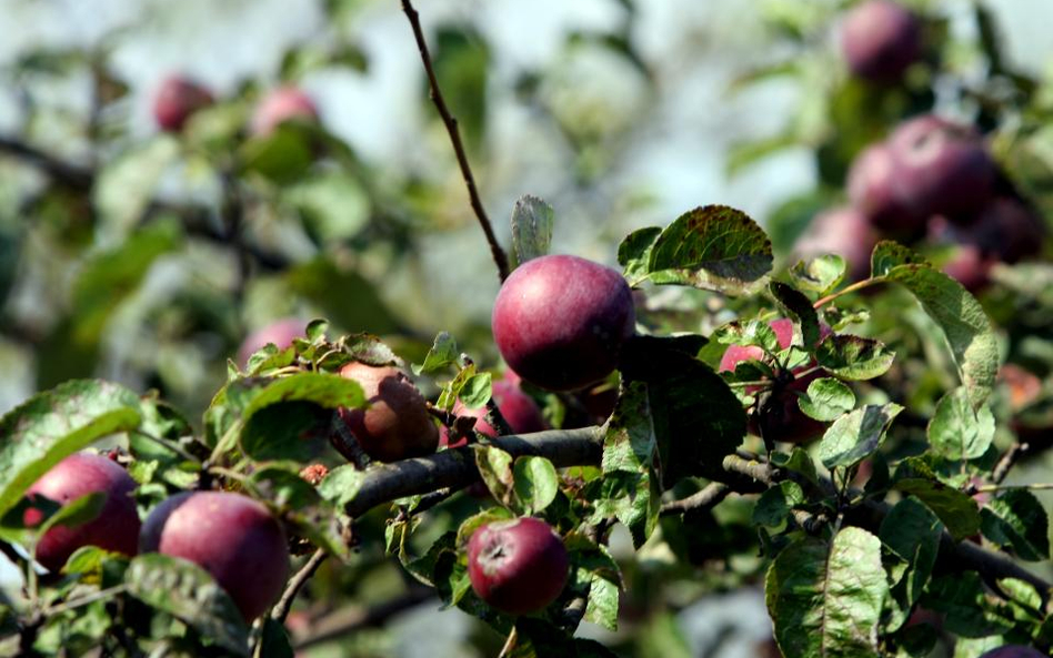 Powoli rośnie sprzedaż soków