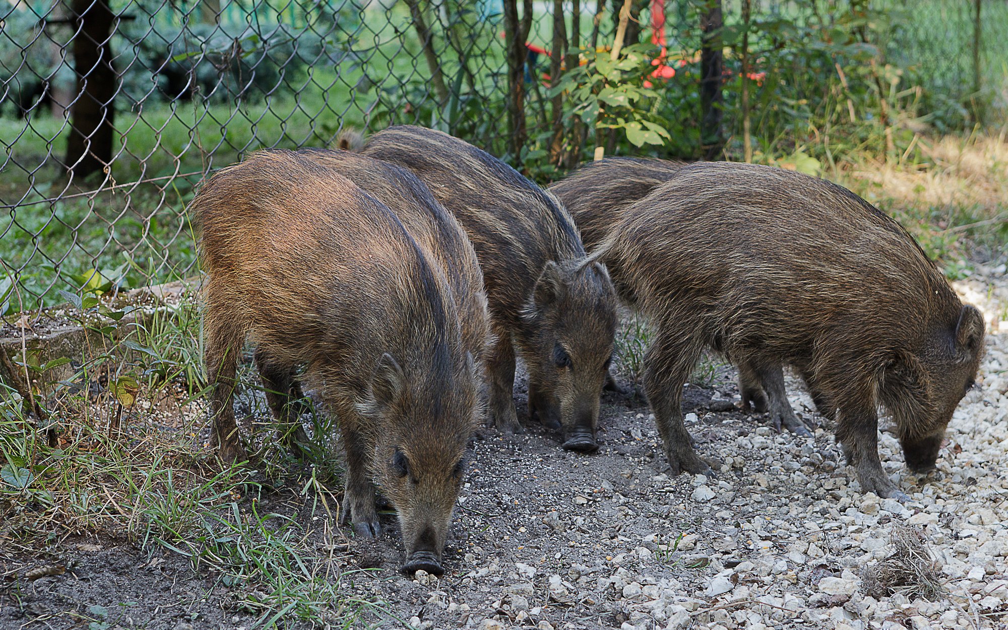 Dlaczego dziki są uśmiercane, a nie wywożone z miast?