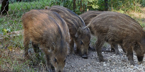 Mariusz Wrona: We don't kill chaotic  boars for pleasure, but we don't have better tools yet