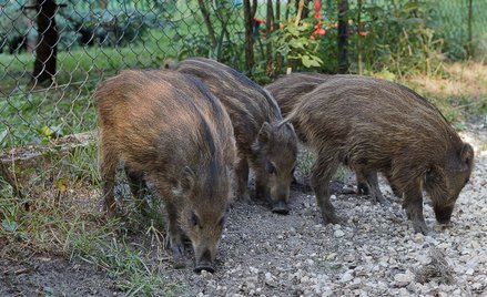 Młode dziki przy osiedlu mieszkaniowym.