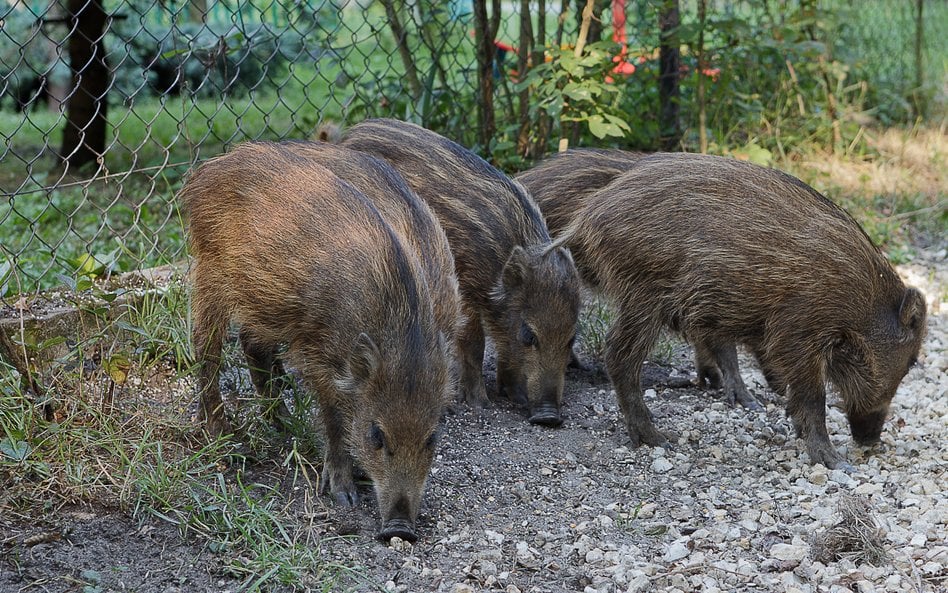 Młode dziki przy osiedlu mieszkaniowym.