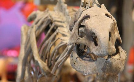 Asteroida nie zabiła dinozaurów