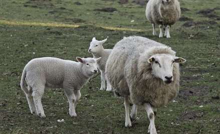 Rodziny z Syberii otrzymają... owce