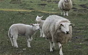 Rodziny z Syberii otrzymają... owce