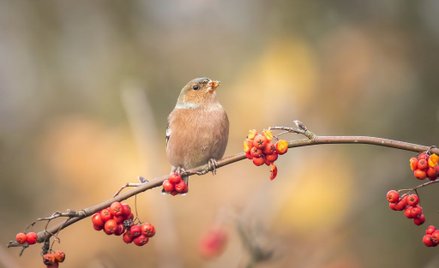 USA: Ptaki zachowują się jak pijane. Policja: To normalne