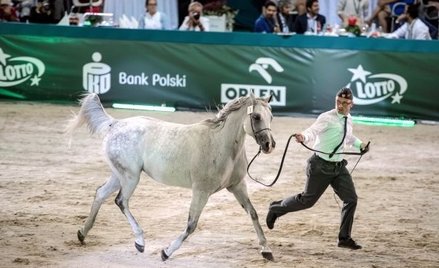 Chińczycy chcą kupować polskie konie sportowe