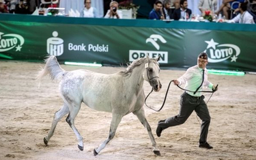 Chińczycy chcą kupować polskie konie sportowe