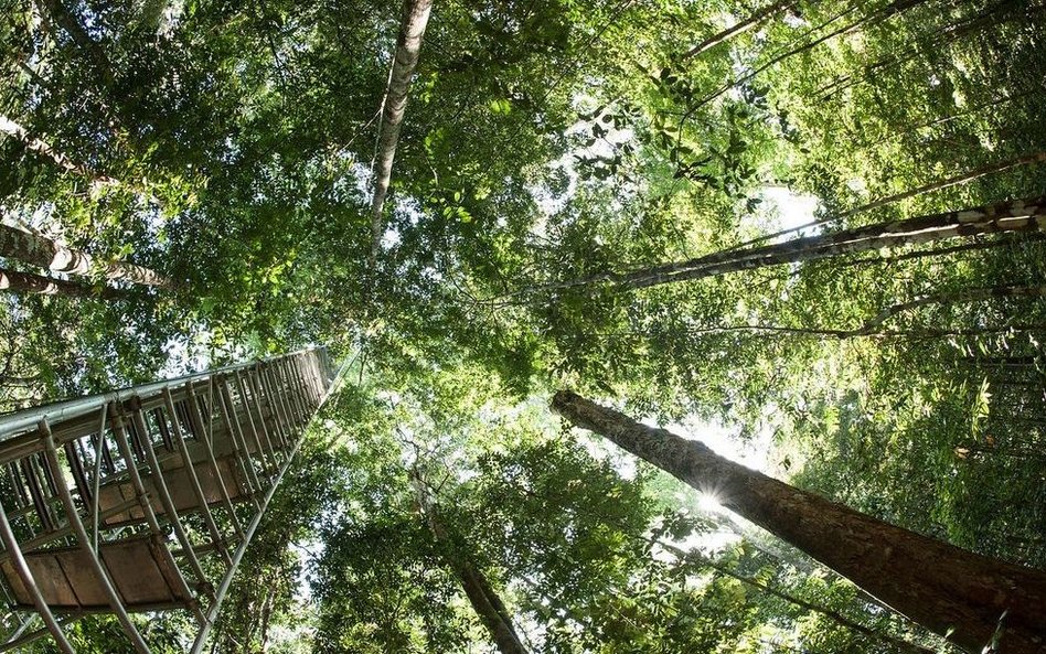 Rośliny zagrażają klimatowi