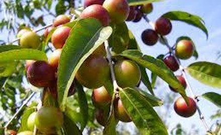 Camu camu – amazońska superjagoda