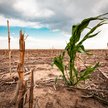 „Nieodwracalne zmiany”: do mediów wyciekł szokujący raport IPCC