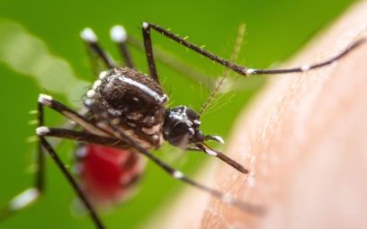 Komary nie tylko rozprzestrzeniają malarię, ale też groźne bakterie, wirusy i nicienie