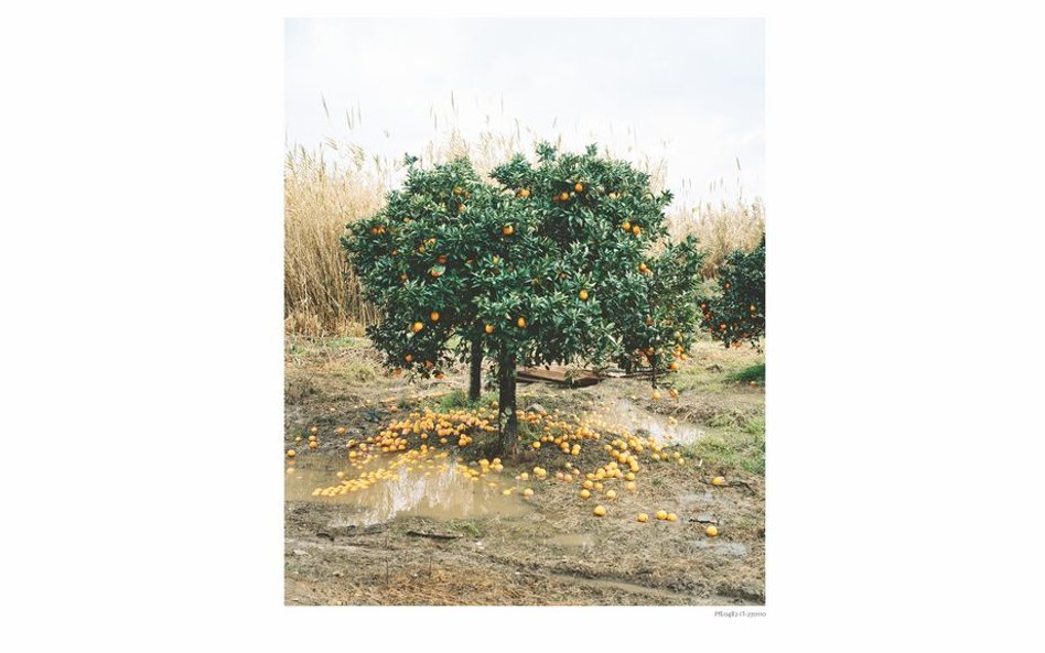 Eva Leitolf, Gaj pomarańczowy, Rosarno, Włochy 2010, z cyklu "Pocztówki  z  Europy", 2006–obecnie