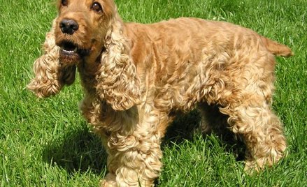 Spaniel
