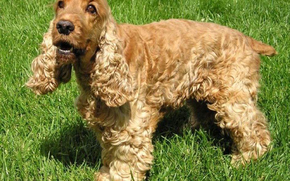 Spaniel