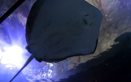 Oceanarium w Rotterdamie