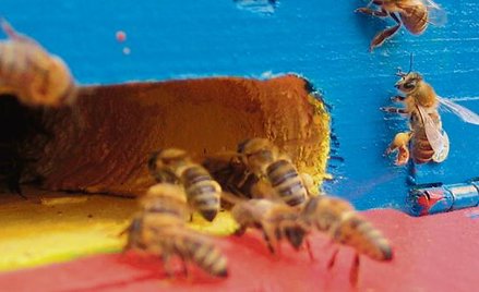 Pszczoły z gdańskiego centrum handlowego wyprodukują miód już w przyszłym roku.