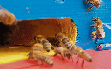 Pszczoły z gdańskiego centrum handlowego wyprodukują miód już w przyszłym roku.