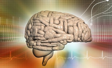 Naukowcy znaleźli w mózgu "komórki odwagi"