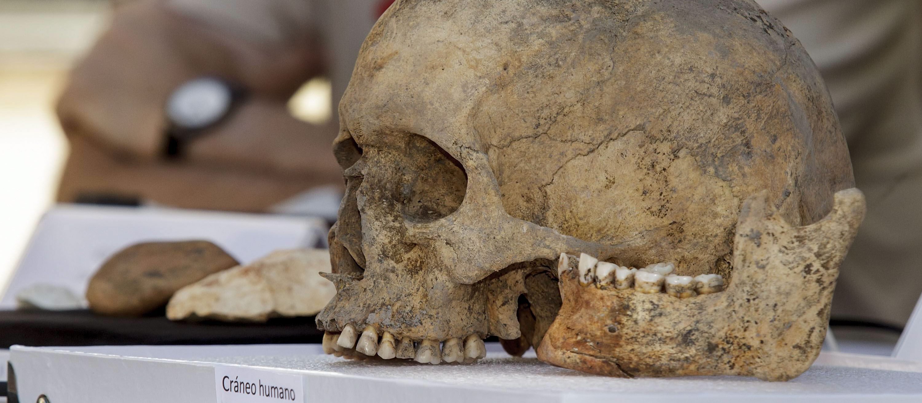Ślady kanibalizmu na kościach dorosłych. Nowe odkrycie archeologów