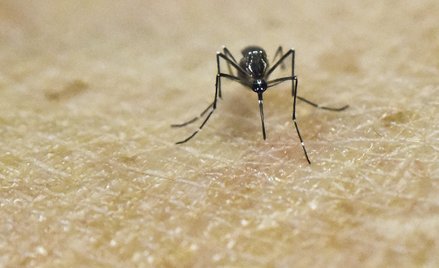 Komar Aedes Aegypti na ludzkiej skórze