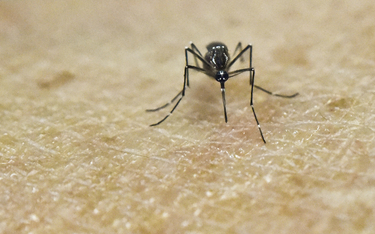 Komar Aedes Aegypti na ludzkiej skórze