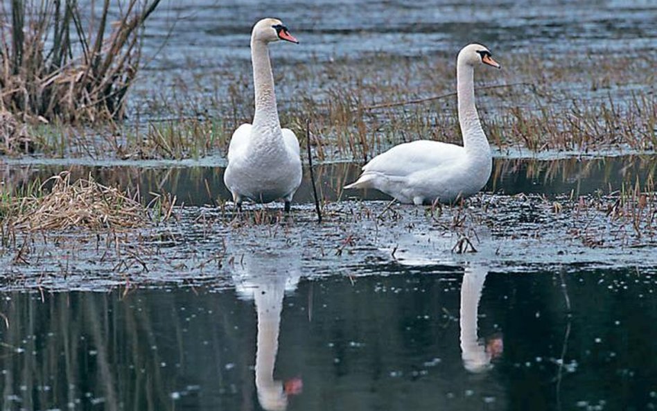 Łabędź niemy, Cygnus olor. Długość ciała 125 – 160 cm, rozpiętość skrzydeł 200 – 240 cm, waga średni