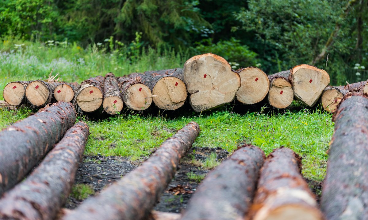 Polska wysyła na potęgę drewno do Chin. Niemal wszyscy na tym tracą