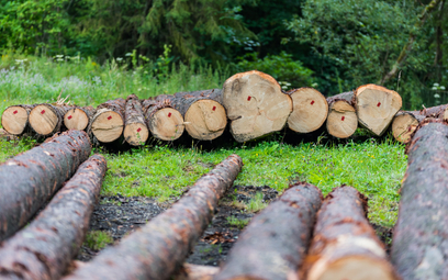 UE walczy z wylesianiem i degradacją lasów. Jest porozumienie ws. nowych przepisów