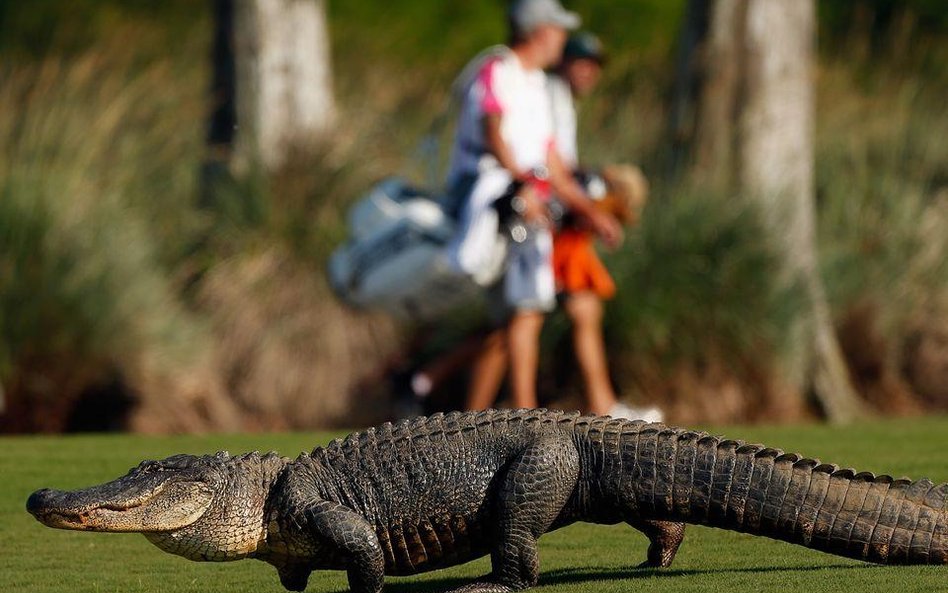 Aligator na polu golfowym